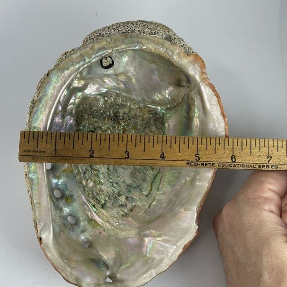 Large 8”x 6” Vintage Estate Red Abalone Shell 1lb 1oz Old Trinket Dish Display - Picture 6 of 12